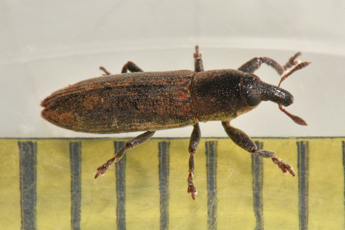 Curculionidae: Lixus scabricollis?  S !